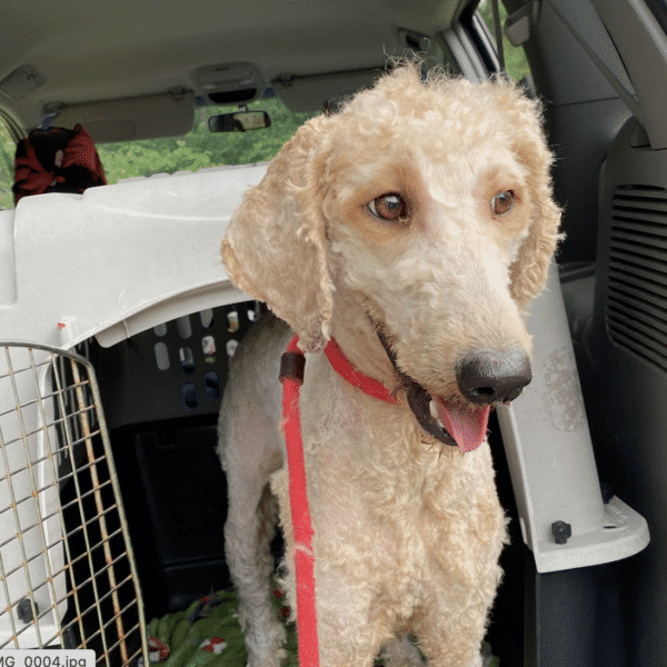 10 month old White Goldendoodle/Poodle available for adoption at Gimme Shelter Animal Rescue in Sagaponack, NY